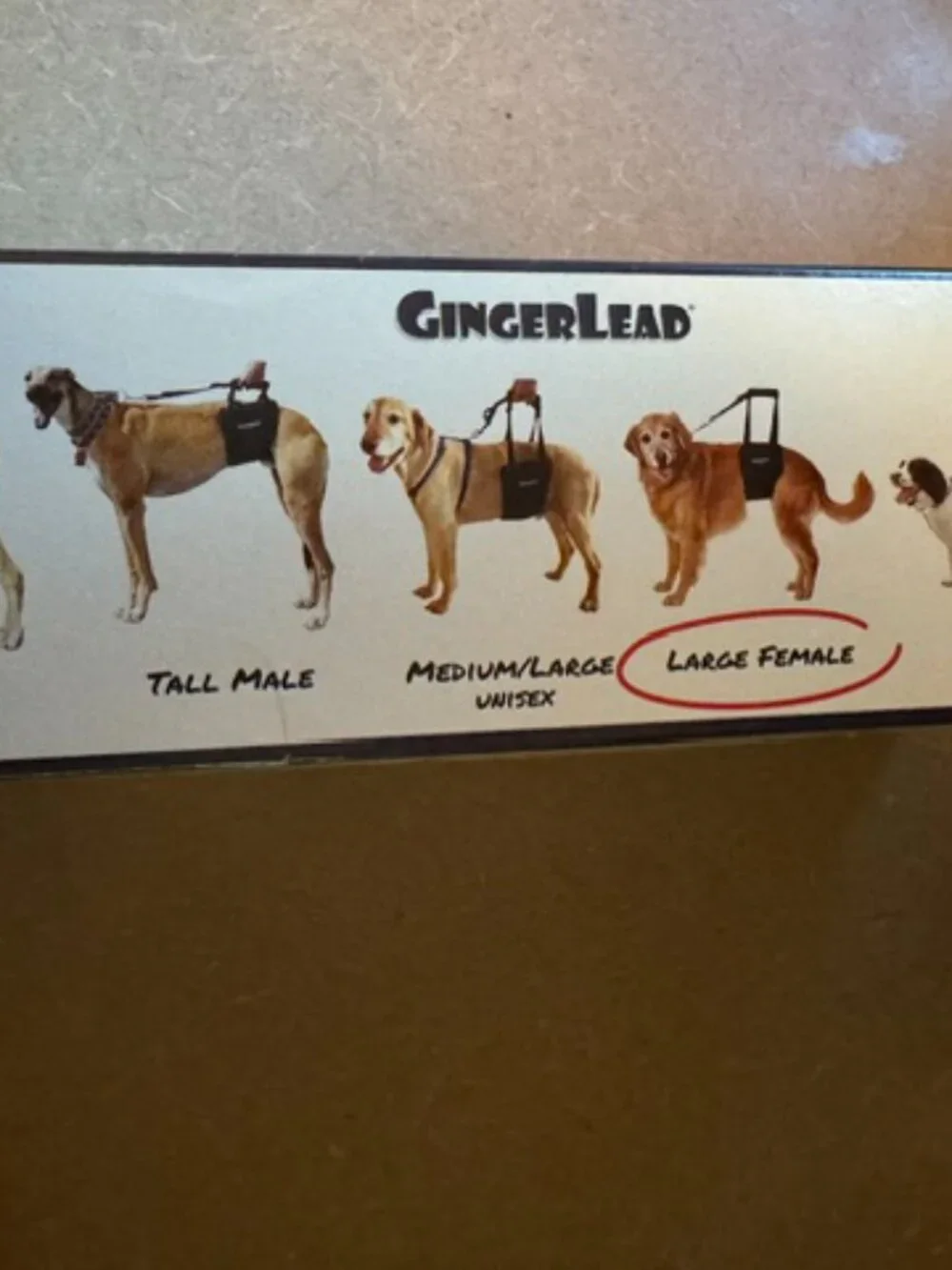 Gingerlead this dog